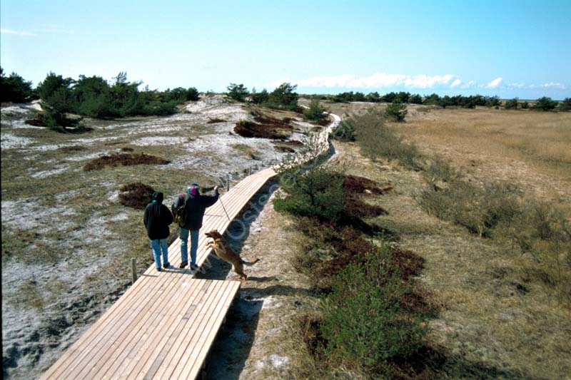 Darsser_Ort_Holzbohlenweg